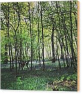 Bluebells In Pittswood Wood Print