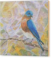 Bluebird - Birds In The Wild Wood Print