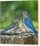 Bluebird - Father And Sons Wood Print