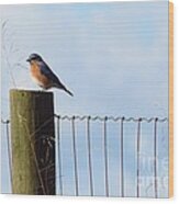Bluebird On A Fence Post Ii Wood Print