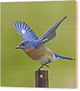 Bluebird Posing Wood Print