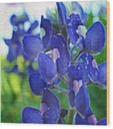 Bluebonnet Charmer Wood Print