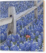 Bluebonnet Fencepost In The Texas Hill Country Wood Print