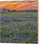 Bluebonnet Sunset Wood Print