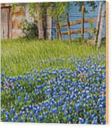 Bluebonnets Swaying Gently In The Wind - Brenham Texas Wood Print