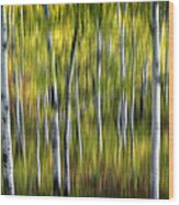 Blurred Aspens Wood Print