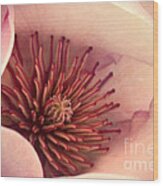 Blushing Magnolia Wood Print