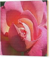 Blushing Rose Wood Print