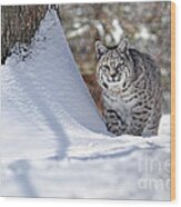 Bobcat In Snow Wood Print