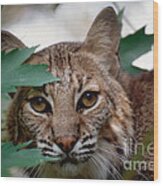 Bobcat With Maple Leaves Wood Print