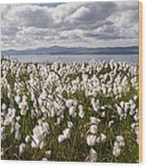 Bog Cotton On Binevenagh Wood Print