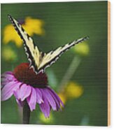 Bon Voyage Butterfly Wood Print