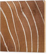 Bongo, Torso Closeup Wood Print