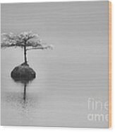 Bonsai At Fairy Lake Wood Print