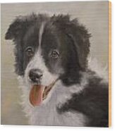 Border Collie Pup Portrait Iv Wood Print