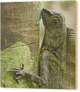 Borneo Anglehead Lizard Male Sabah Wood Print