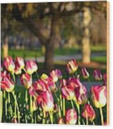 Boston Public Garden Tulips Wood Print