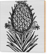 Botany Pineapple, 1586 Wood Print