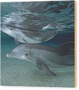 Bottlenose Dolphin Adult And Juvenile Wood Print