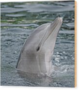 Bottlenose Dolphin Group Underwater Wood Print