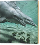 Bottlenose Dolphin Pair Underwater Wood Print