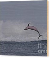Bottlenose Dolphin Photo Wood Print