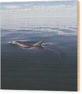Bottlenose Dolphin Surfacing Australia Wood Print