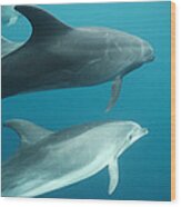 Bottlenose Dolphins Galapagos Islands Wood Print