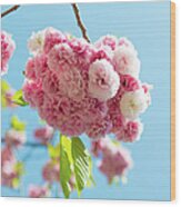 Bouquet Of Cherry Blossoms Wood Print