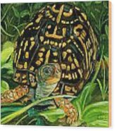 Box Turtle Wood Print