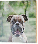 Boxer Dog Breed Wood Print