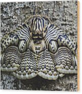 Brahmin Moth Camouflaged Philippines Wood Print