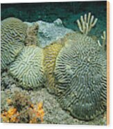 Brain Corals, Grenada, Caribbean Wood Print