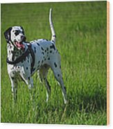 Brave Stand. Kokkie. Dalmation Dog Wood Print