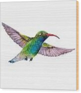 Broad Billed Hummingbird Wood Print