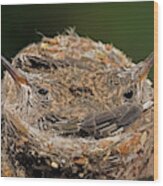 Broad-billed Hummingbirds Wood Print