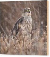 Broad-winged Hawk Wood Print