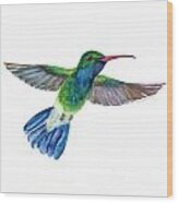 Broadbilled Fan Tail Hummingbird Wood Print
