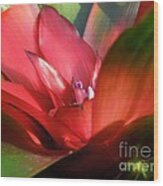 Bromeliad Wood Print