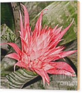 Bromeliad Flower Aechmea Wood Print