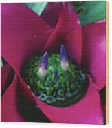 Bromeliad Plant (neoregelia Carolinae) Wood Print