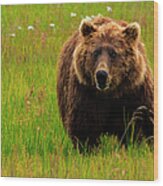 Brown Bear, Lake Clark National Park Wood Print