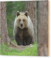 Brown Bear Walking Through Forest Wood Print