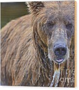 Brown Bear With Water Pouring Off Face Wood Print