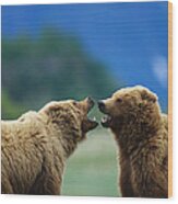 Brown Bears Playfighting Wood Print