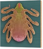 Brown Dog Tick (rhipicephalus Sanguineus) Wood Print