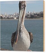 Brown Pelican At The Torpedo Wharf Fising Pier Overlooking The City Of San Francisco 5d21685 Wood Print