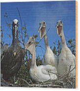 Brown Pelican Chicks Begging Galapagos Wood Print