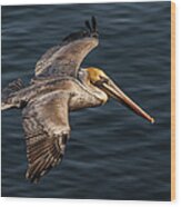 Brown Pelican Flying Wood Print