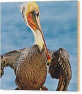 Brown Pelican In A Pose Wood Print